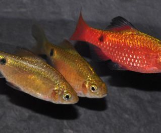 Барбус огненный подростки
