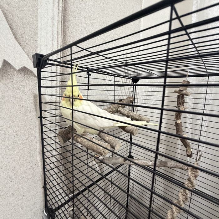 Продам попугая корелла