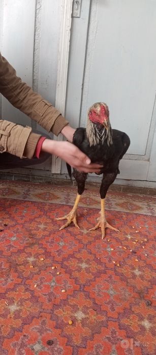 Dakan xoʻroz srochna sotiladi