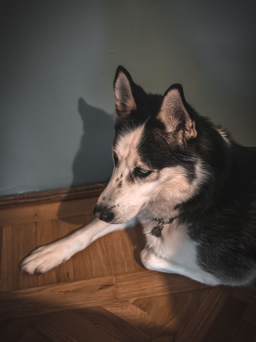 Pet sitter- Bucuresti