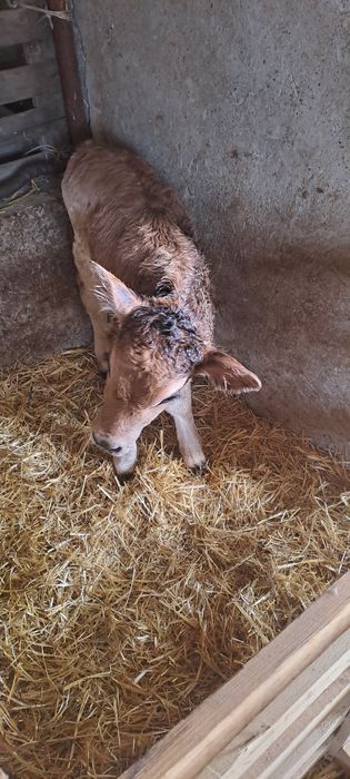 Продаётся корова