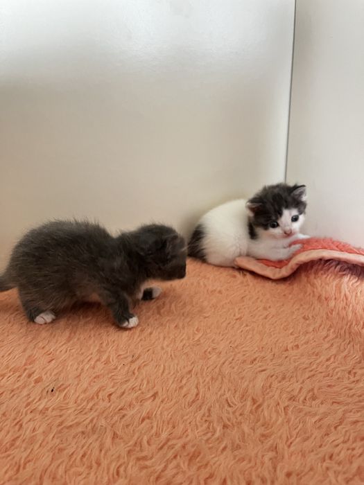 Котята вислоухие