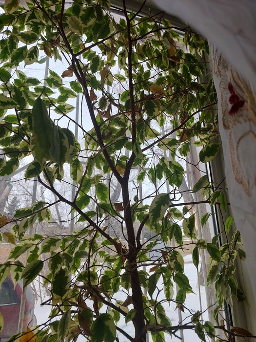 Продам комнатные растения