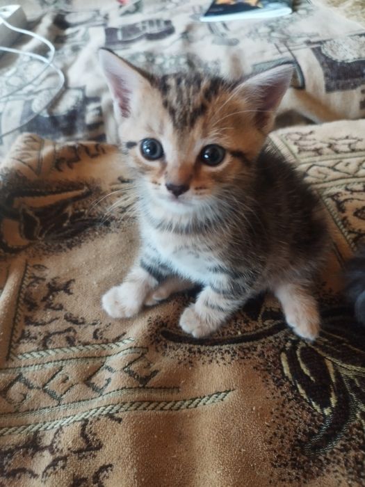 Отдам даром котят