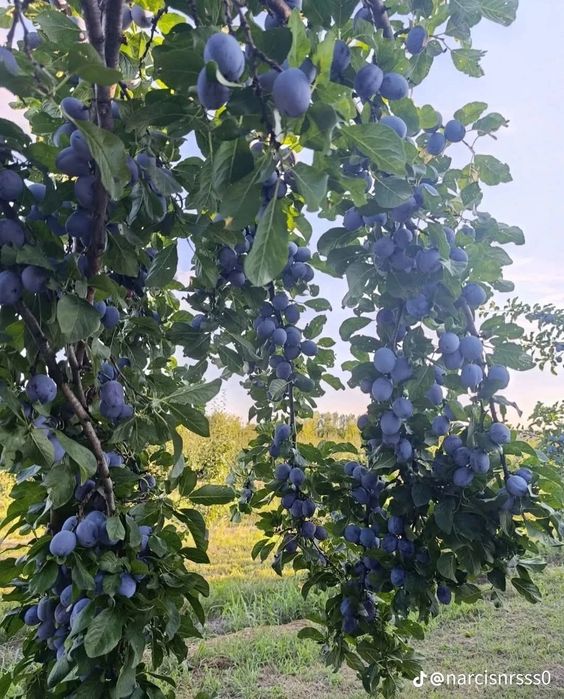Prune pentru țuică – coapte, dulci și de calitate superioară