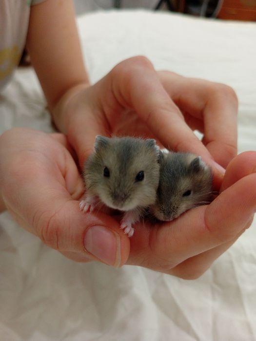 Малыши джунгарских хомячков.