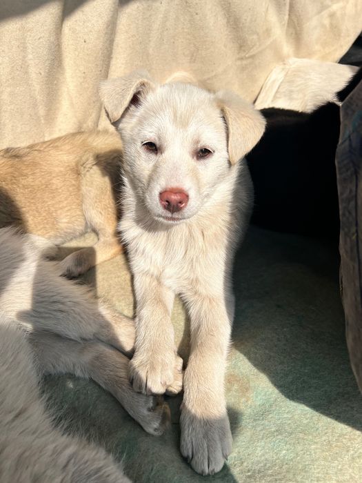 Отдам щенков в хорошие руки