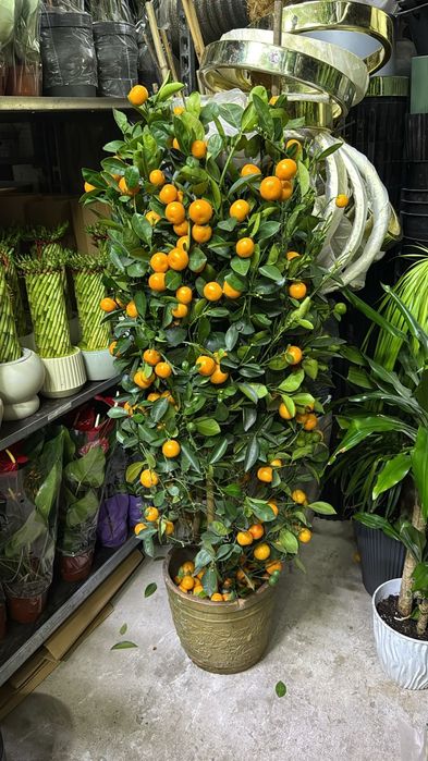 Продам цитрус мандарин