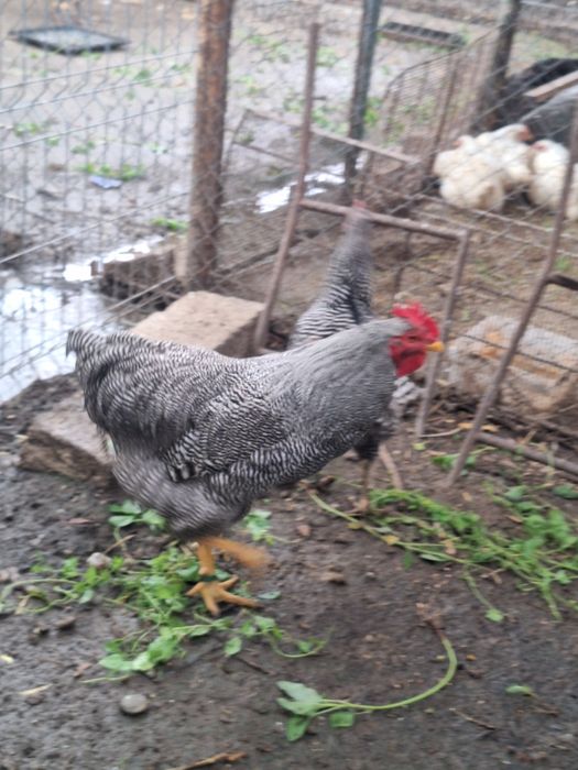 Găini plymouth și Australop