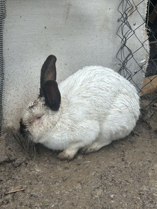 Заяц узынагаш Алматы