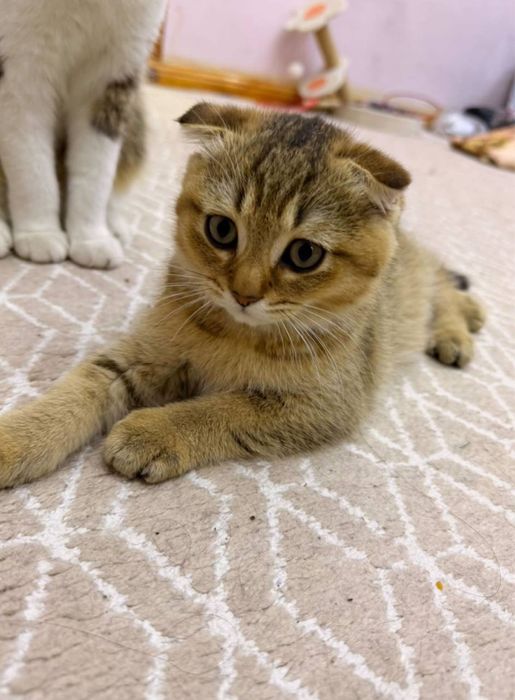 Котёнок Скоттиш Фолд