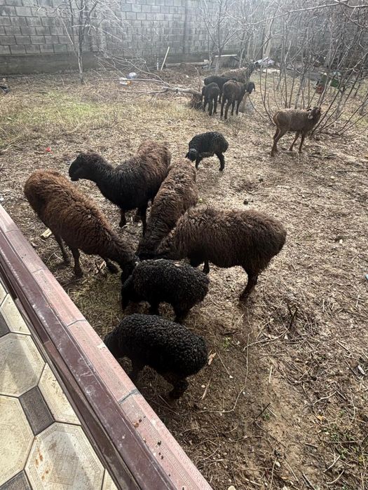 Қозылы қой сатылады