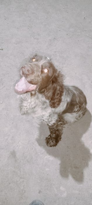 Спаниель продам охотничьего