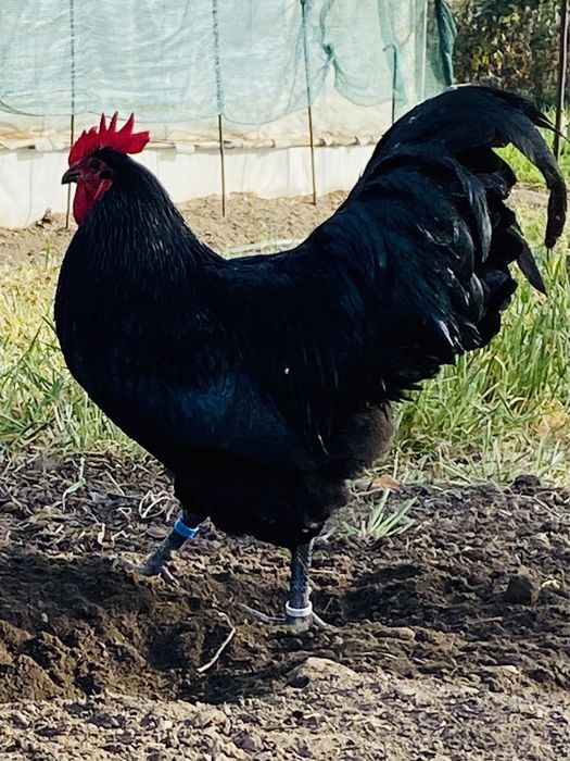 Oua Gaini Australorp