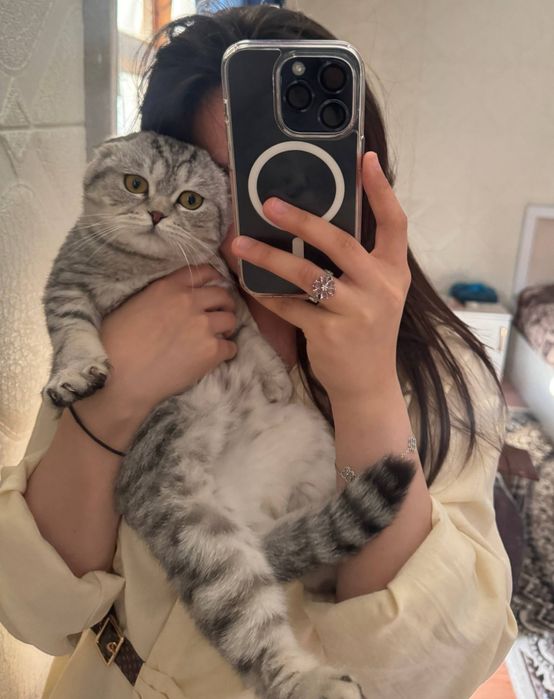 Британская шилшила мальчик продаю