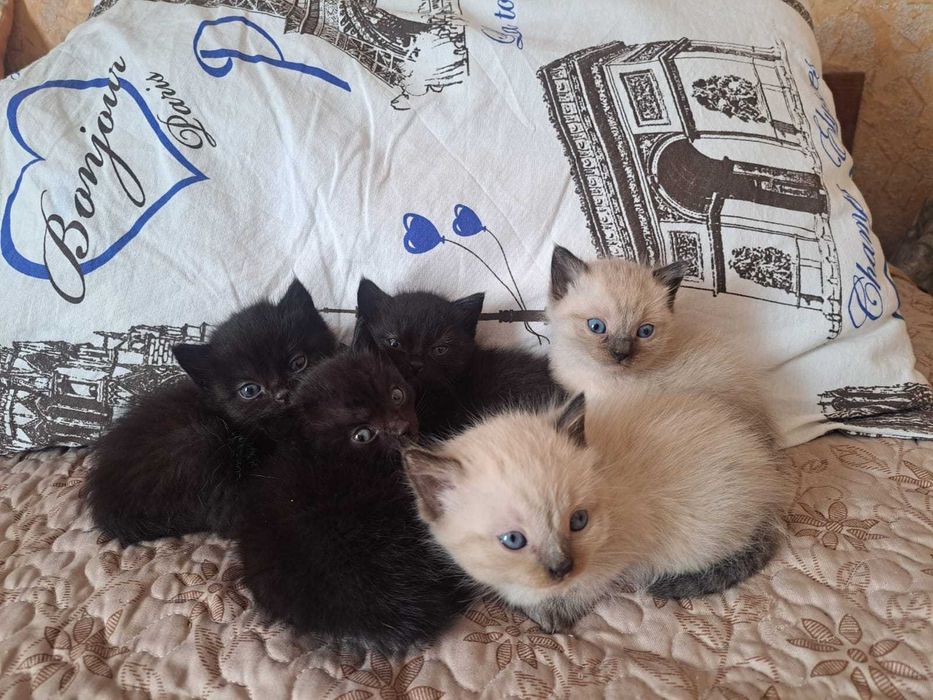 Отдам котят в добрые руки