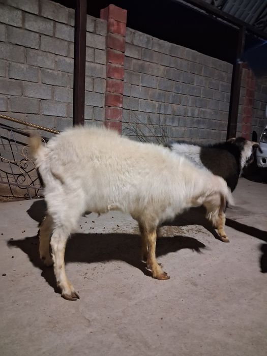 Еркек текелер бар