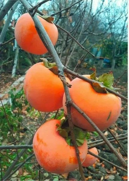 Pomi de Kaki soiul ragno , dar si altele ,rezistent pana la -35 grade