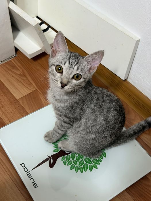 Котенок в добрые руки