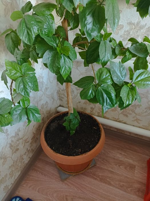 Продам розу китайскую.