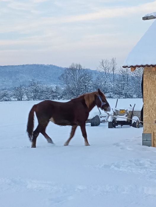 Manz un an jumate de vânzare