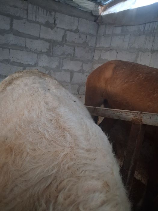 Продаётся бык хороший породы