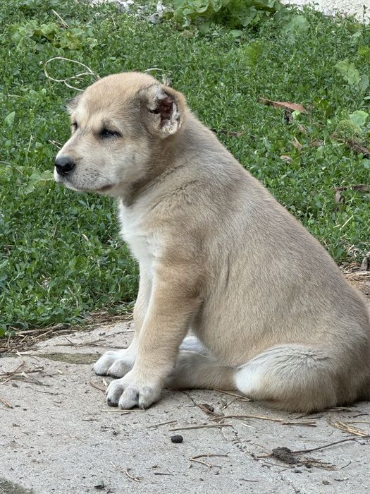 Алабай кушык сатылады