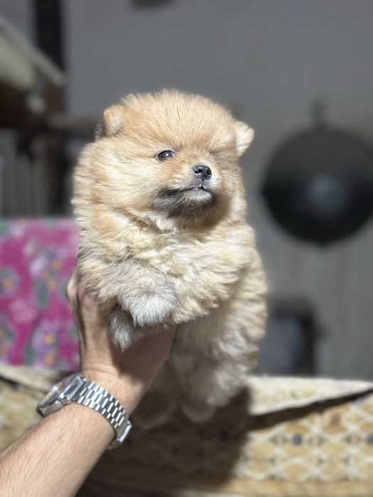 Продается щенки померанский шпиц