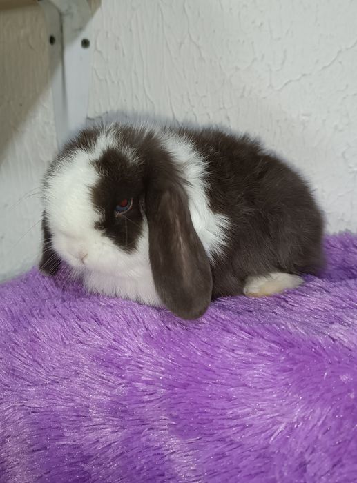 Продаются декоративные кролики (карлики)