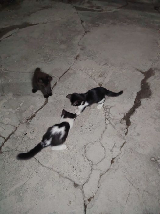 Котята в добрые руки