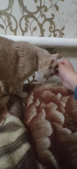 Продаётся породистый кошки