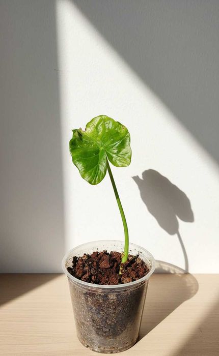 Алоказия Арма Alokaziya Arma