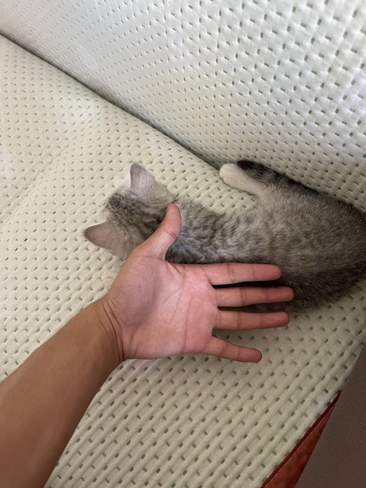 кошка пародистый