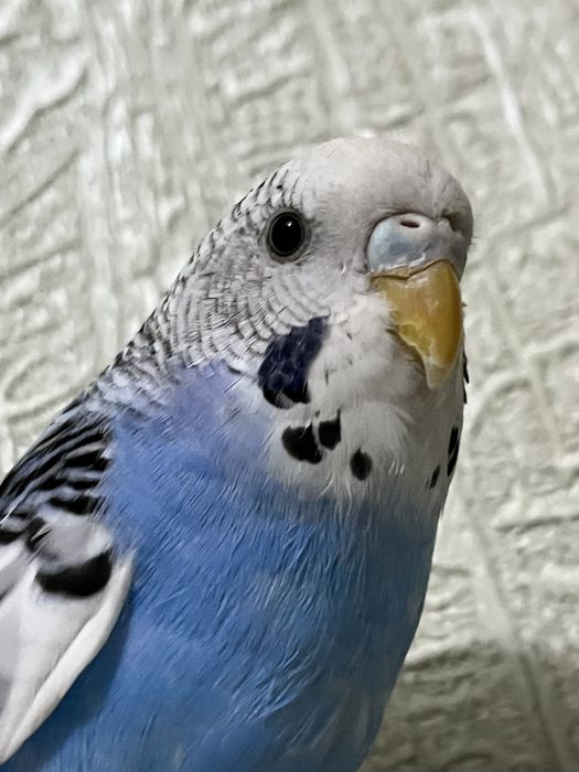 Папугай птицы.