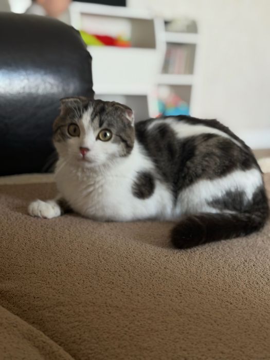 Шотландский вислоухий кот
