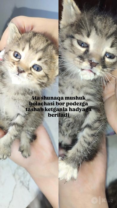 Hadyaga mushuk bolachalari bor