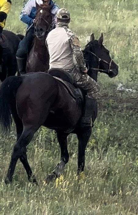 Жеребец айгыр ЧК