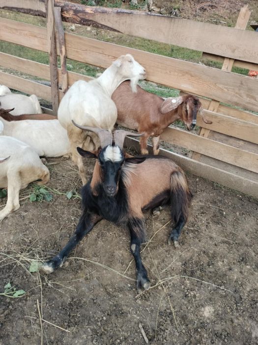 Vând Țap în vârstă de 2 ani