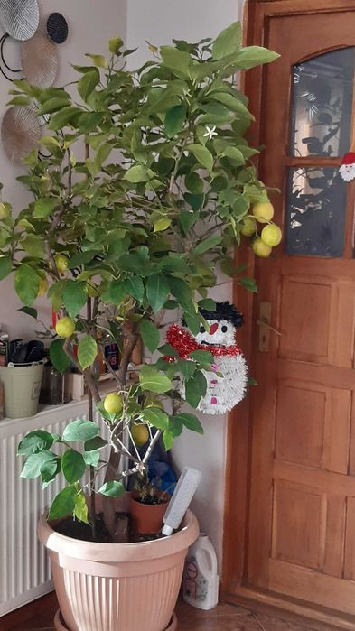 Lamai altoit de la 200 lei .