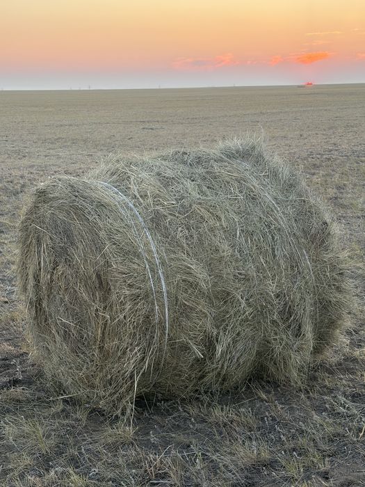 Рулон 200 житняк доставка