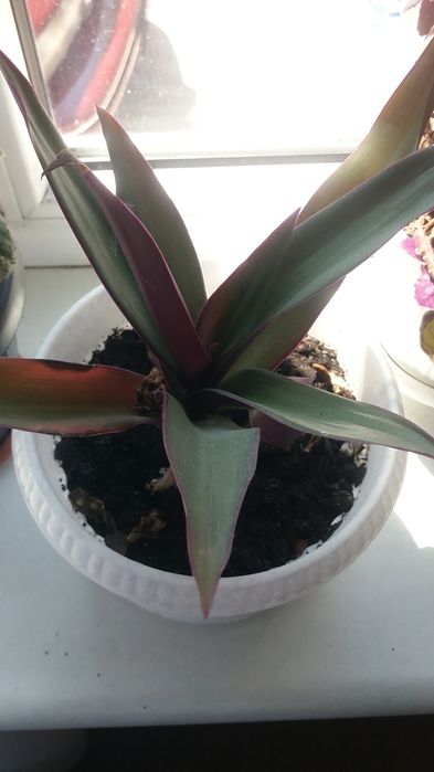 Продам комнатные и садовые цветы