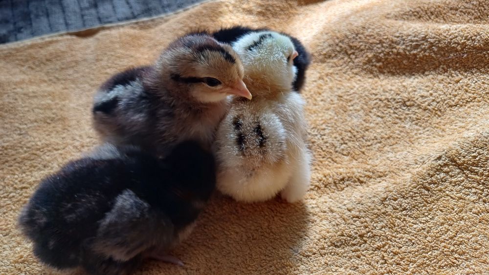 Продам цыплят несушки