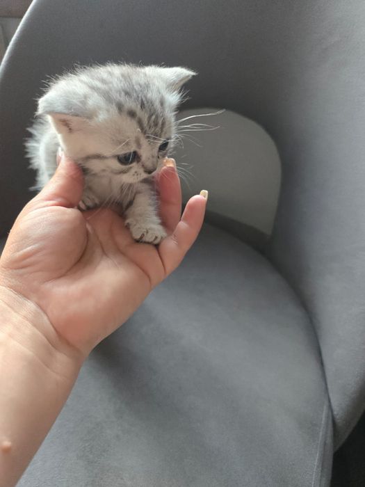 Котята Британцы предзаказ