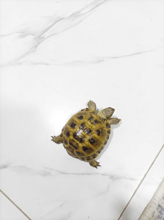 Toshbaqa sotiladi! (Продается черепашки!)