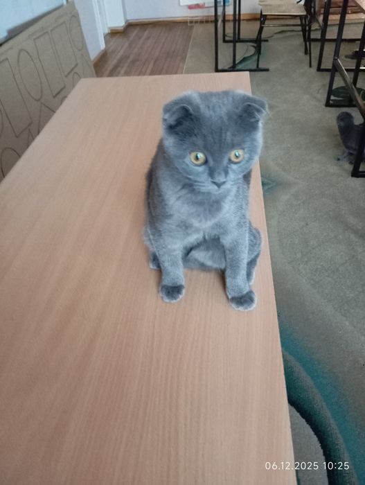 Срочно продается  вислоухий котенок