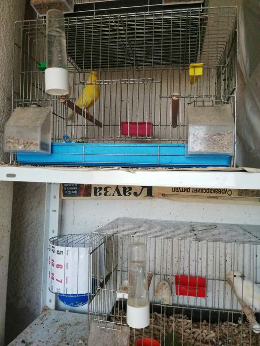 Продавам канари от 25год