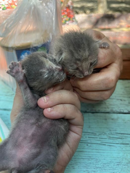 Отдам котят , мама пропала (((