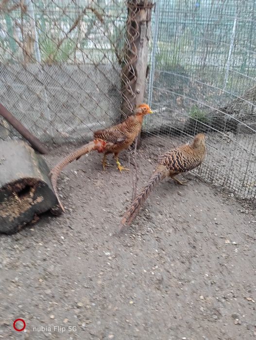 Pereche fazani auriu pe roșu dau și la schimb