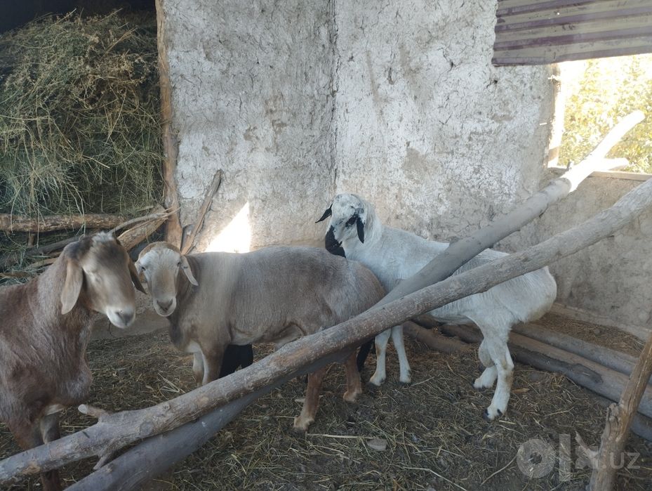 Qòylar sotiladi Arashan bilan Qirĝiz gigant