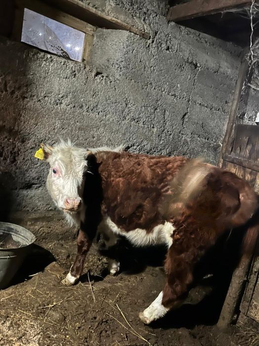 Продам годовалый